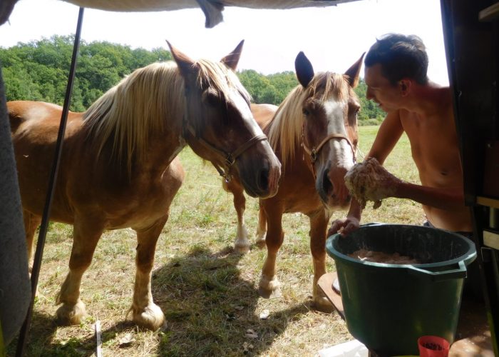 chevaux attendant repas
